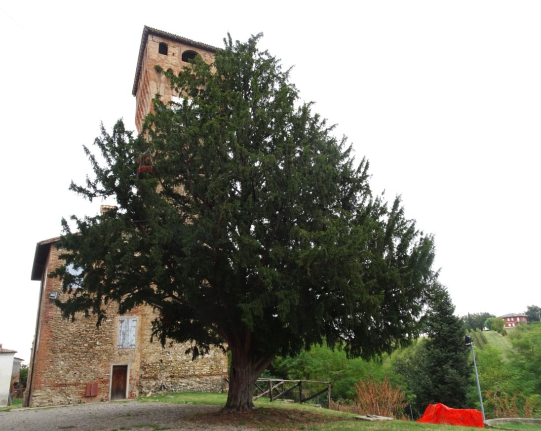 Tasso_Castelvetro di Modena_Ghedini(1)